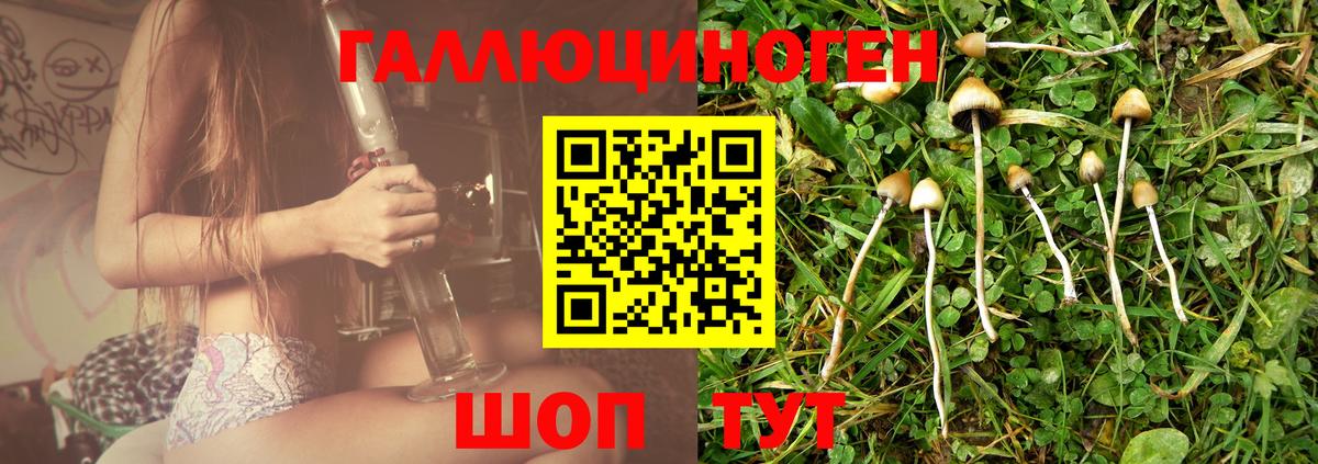 Псилоцибиновые грибы Psilocybine cubensis Кирово-Чепецк